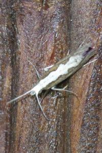<i>Plutella xylostella</i>