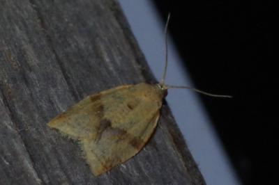 <i>Clepsis consimilana</i>