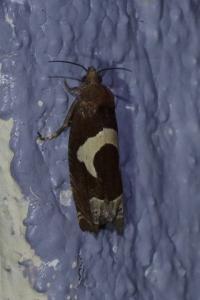 <i>Epiblema foenella</i>