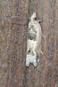 <i>Crocidosema plebejana</i>