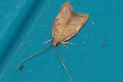<i>Carcina quercana</i>