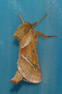 <i>Triodia sylvina</i>