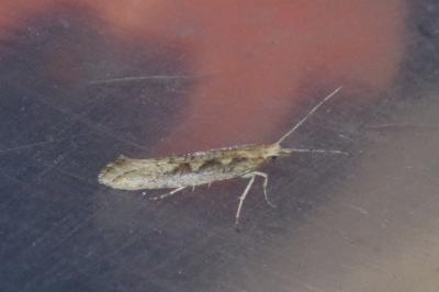 <i>Plutella xylostella</i>