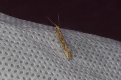<i>Plutella xylostella</i>