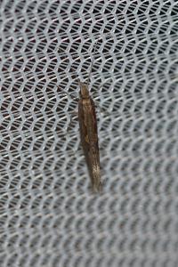 <i>Plutella xylostella</i>