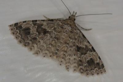 <i>Alucita hexadactyla</i>