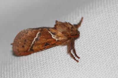 <i>Triodia sylvina</i>