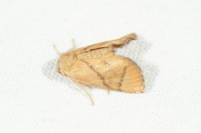 <i>Apoda limacodes</i>