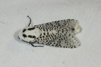 <i>Zeuzera pyrina</i>
