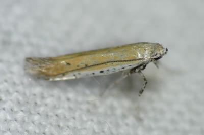 <i>Aspilapteryx tringipennella</i>