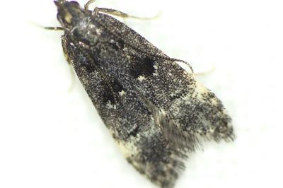 <i>Dichomeris alacella</i>