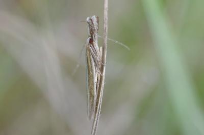 <i>Pleurota aristella</i>