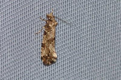 <i>Morophaga choragella</i>