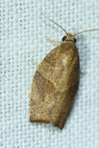 <i>Pandemis cerasana</i>