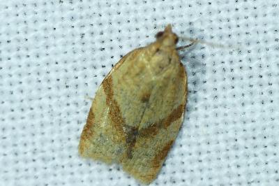 <i>Clepsis consimilana</i>