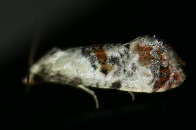 <i>Neocochylis hybridella</i>