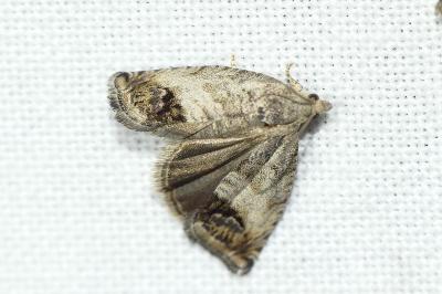 <i>Cydia splendana</i>