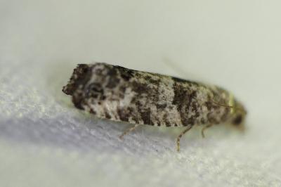 <i>Spilonota laricana</i>