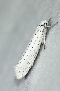 <i>Yponomeuta evonymella</i>