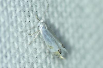 <i>Leucoptera</i>
