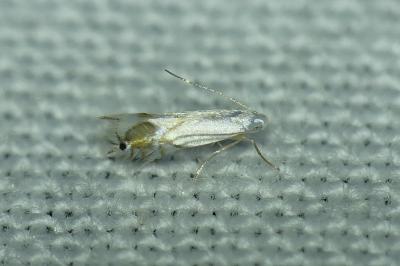 Phyllocnistis