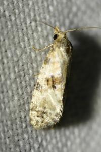 <i>Neocochylis molliculana</i>