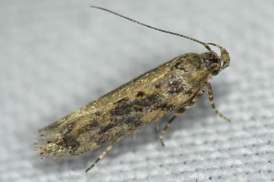 <i>Scrobipalpa ocellatella</i>