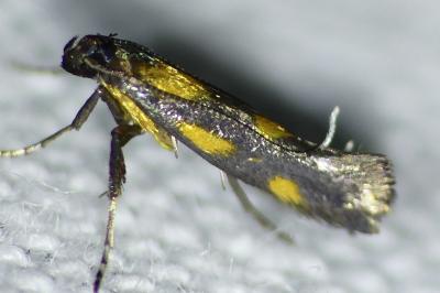 <i>Euspilapteryx auroguttella</i>
