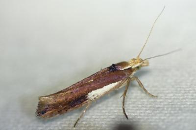 <i>Ypsolopha parenthesella</i>