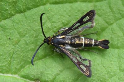 <i>Chamaesphecia aerifrons</i>