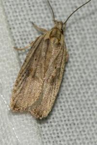 <i>Agonopterix nervosa</i>