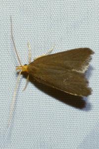 <i>Eurodachtha pallicornella</i>