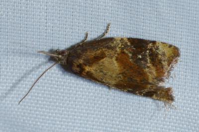 <i>Ditula angustiorana</i>