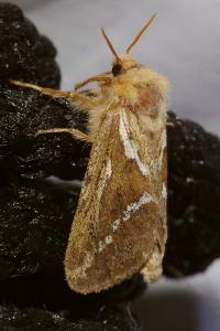 <i>Korscheltellus lupulinus</i>