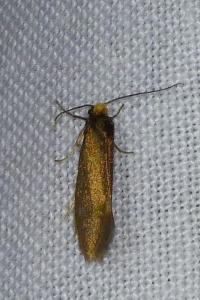 <i>Incurvaria koerneriella</i>
