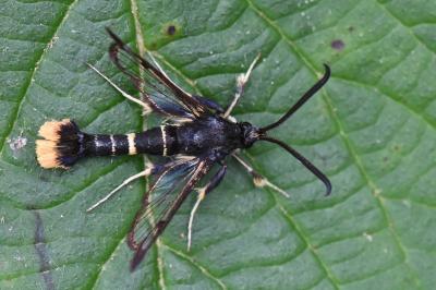 <i>Synanthedon andrenaeformis</i>