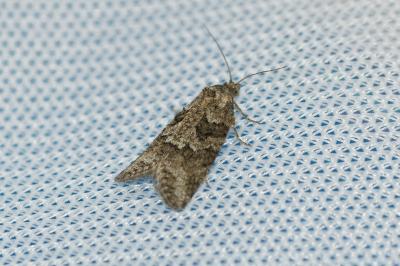 <i>Cnephasia</i>