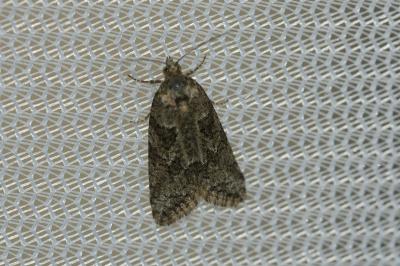 <i>Cnephasia</i>