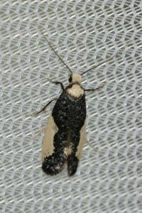 <i>Monopis monachella</i>
