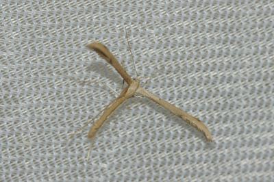 <i>Emmelina</i>