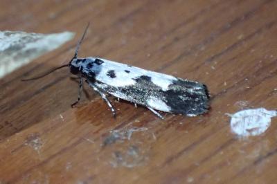 <i>Ethmia quadrillella</i>