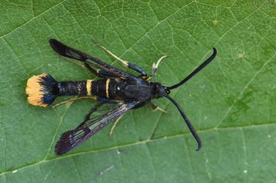 Synanthedon andrenaeformis