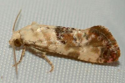 <i>Neocochylis hybridella</i>