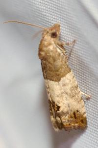 <i>Spilonota ocellana</i>