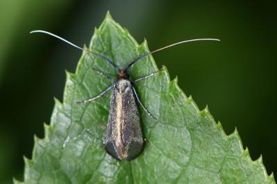 <i>Adela reaumurella</i>