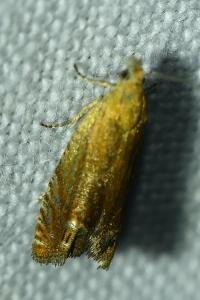 <i>Lathronympha strigana</i>