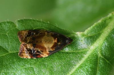 <i>Ditula angustiorana</i>