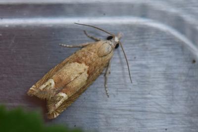 <i>Eucosma conterminana</i>