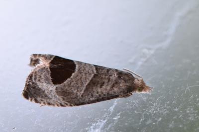 <i>Notocelia uddmanniana</i>