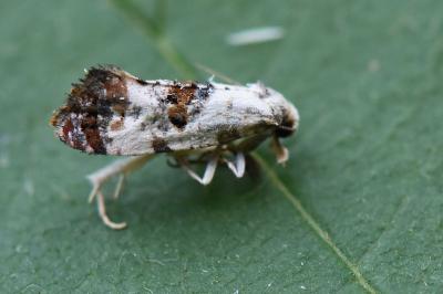 <i>Neocochylis hybridella</i>